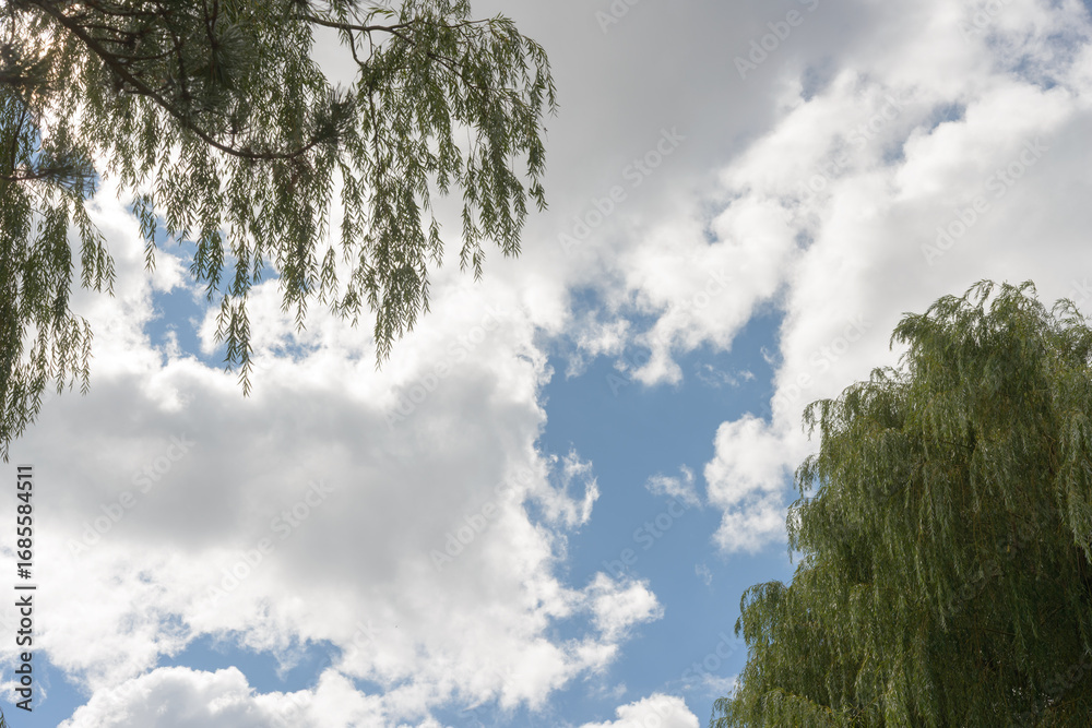 Obraz premium clouds and sky with willow trees