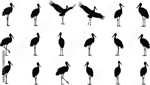Silhouette of stork birds in various poses, standing and flying, isolated on white background, wildlife illustration, birdwatching design element
