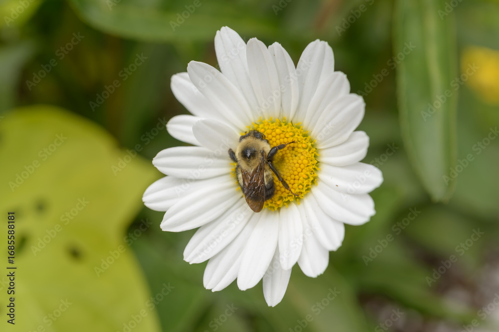 Obraz premium bumblebee and daisy