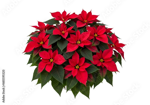 A vibrant cluster of poinsettia blossoms in a white pot against a striking black backdrop.