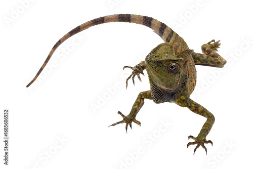 Close up portrait of a forest dragon lizard