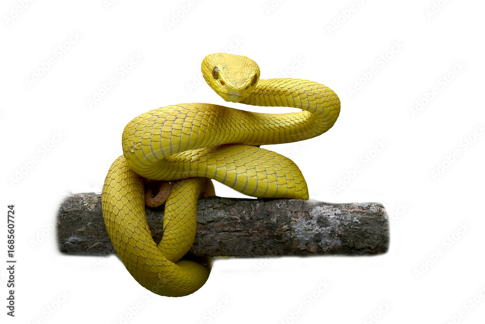 Obraz premium Yellow pit viper coiled around a tree branch
