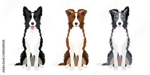 Set of three vector Border Collie illustrations isolated on white background	
