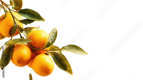 Citrus branch with ripe fruit