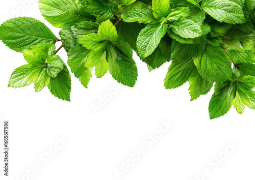 Fresh mint leaves arranged in a corner border
