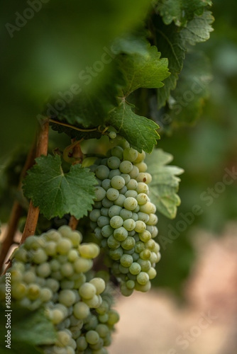 White wine grapes in a Northern California Vineyard