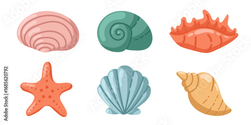 Set of seashells and starfish. Various seashells: Florida snails, scallops, cockles, mussels, cowries. Various tropical mollusks, shells, snails.