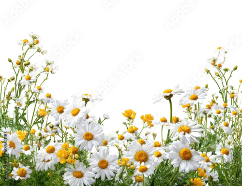 White daisies in a garden setting