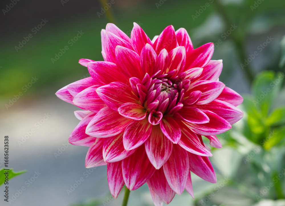 Fototapeta premium Dahlienblüte in rot und rosa
