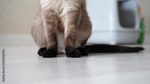 Cat curiously interacting with human on floor playful moments of feline curiosity.