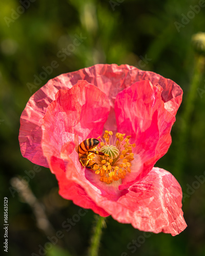 Bee eating pollen in a California Poppy