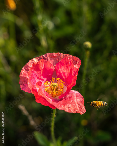Bee on it's journey to a California Poppy
