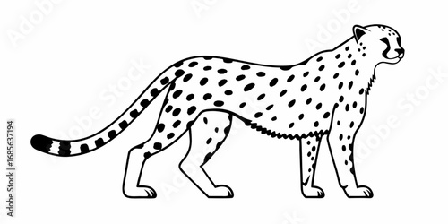 Illustration of a cheetah standing with black spots on its body and a long tail on a white background on transparent background
