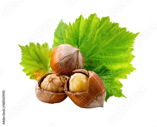 Hazelnuts on green leaf. Three whole and cracked hazelnuts rest on a vibrant green leaf