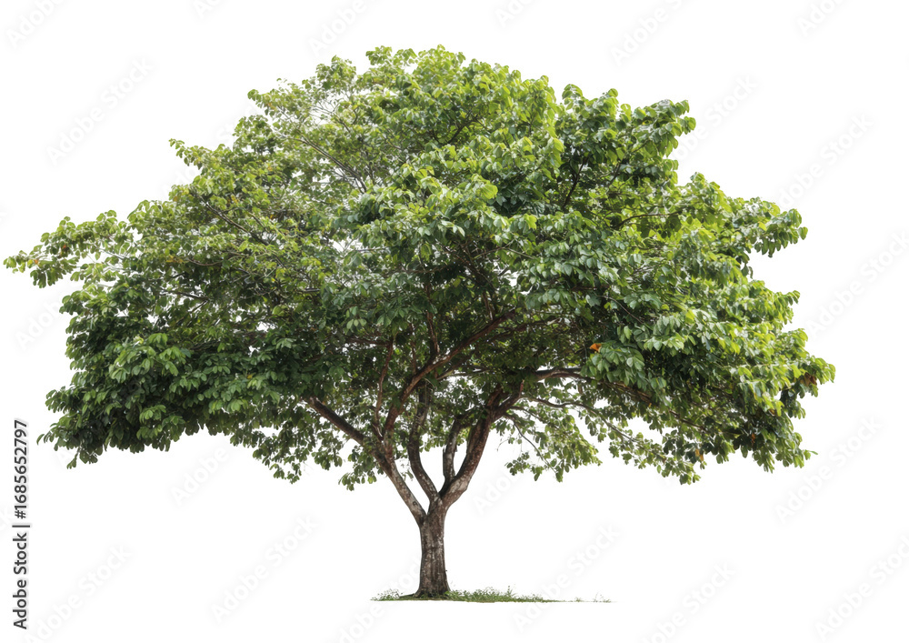 Obraz premium Lush green tree against black background (8)