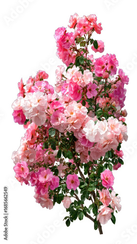 Lush cluster of pink roses