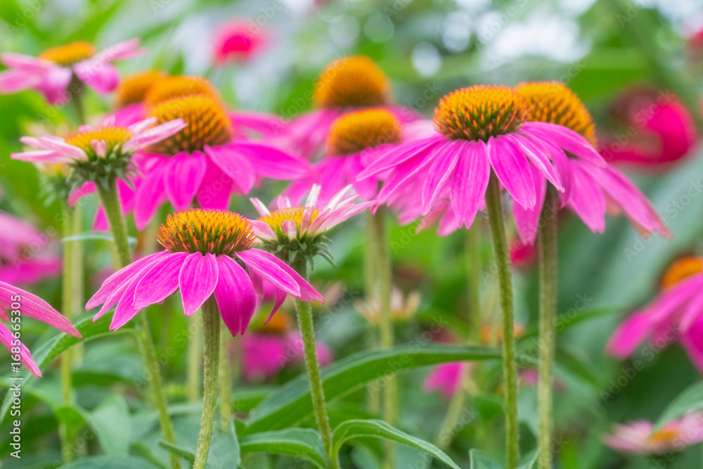 Fototapeta premium Garden with Purple Coneflower in Full Bloom