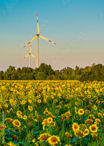 Sonnenblumenfeld mit Windräder im Hintergrund