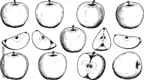 vector set of apple fruit sketch collection in ink style outline shape
