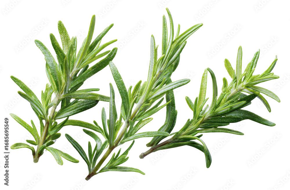 Obraz premium Close-up of fresh rosemary sprigs (4)