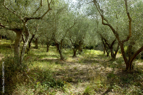 Green olive trees in Italy