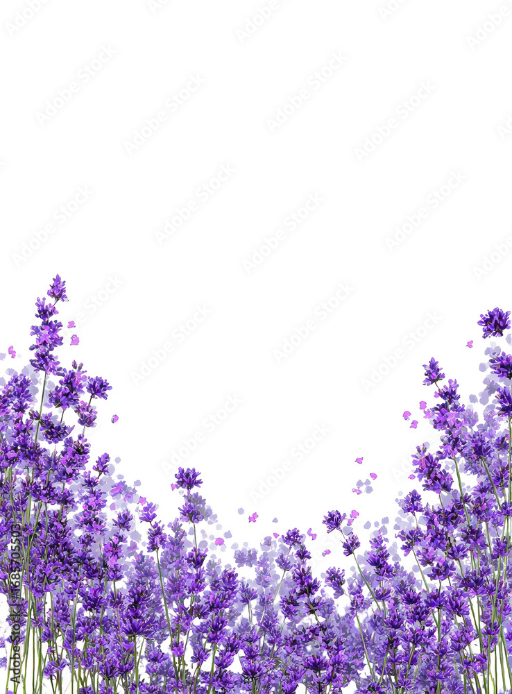 Naklejka premium Purple lavender blossoms form a circular frame against a black background