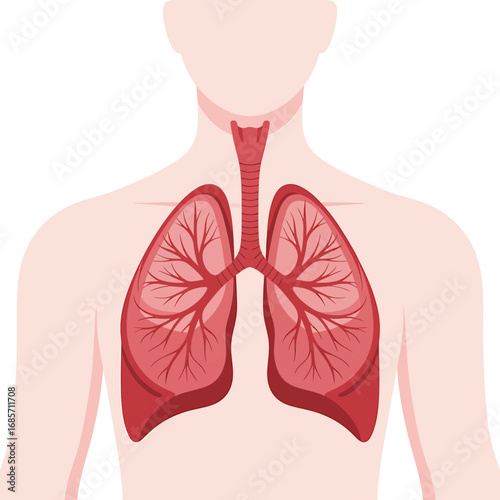 Respiratory System Lungs Illustrated for Educational Purposes on Human Anatomy and Well-being