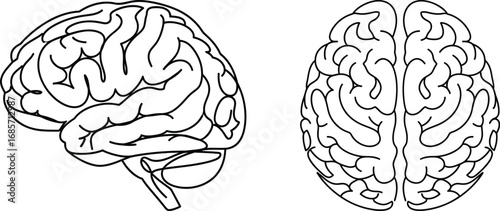 Human brain line art illustration from side and top view.