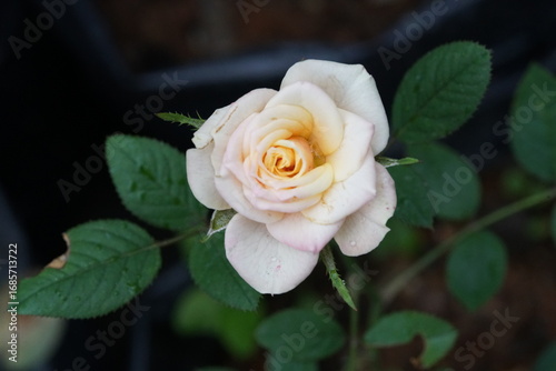 Garden Rose