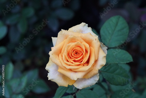 Garden Rose