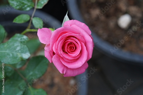 Pink Rose