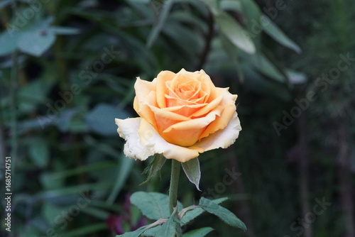 Garden Rose