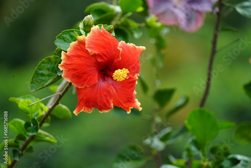 Hibiscus Flower