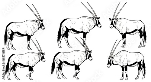 Oryx silhouettes, Oryx svg, Horned animal silhouettes, Horned oryx svg, Oryx gazella svg, Oryx vector set.