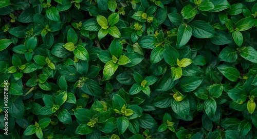 Wallpaper Mural Lush Green Foliage, a Tapestry of Textures and Shades of Emerald and Lime. Torontodigital.ca
