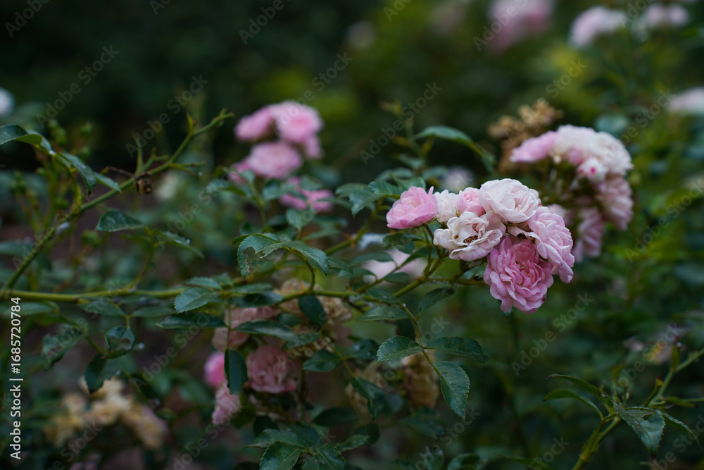 Obraz premium flowers of rose baylando floribunda