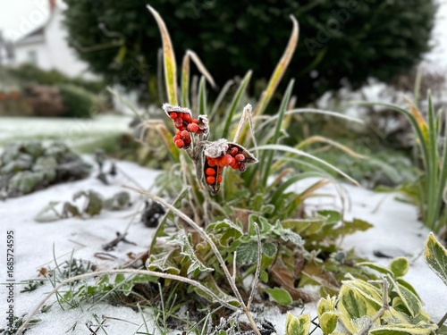 Wild english plant with berries and frost on a winter day