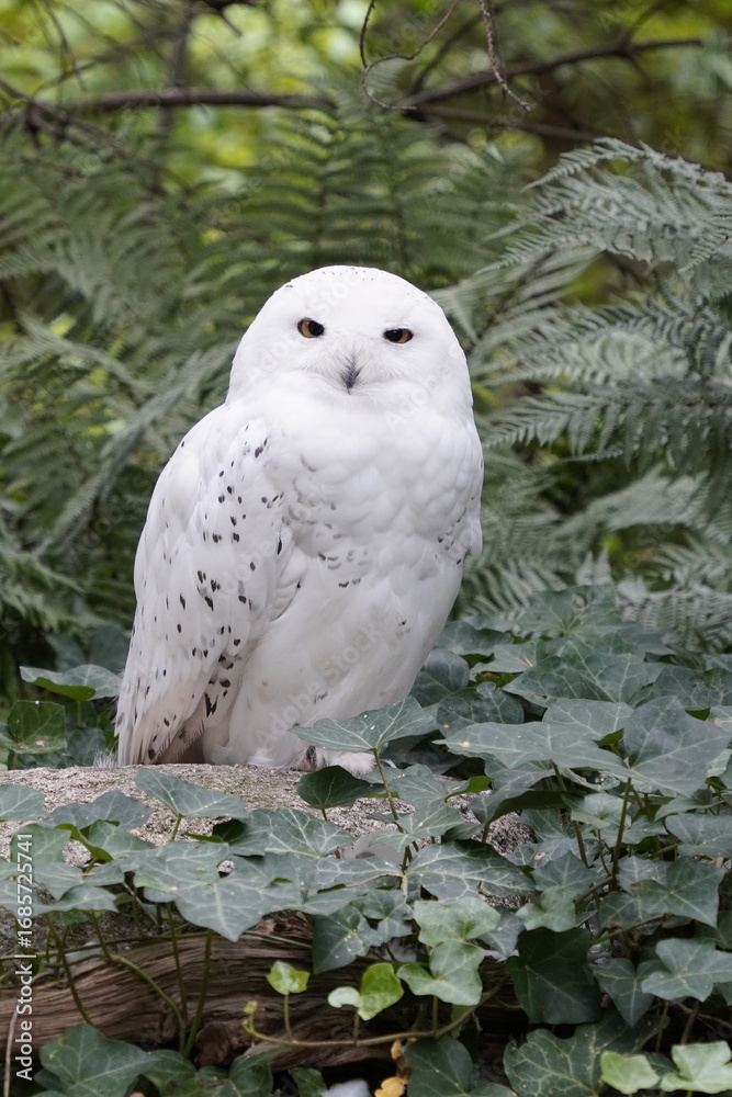 Obraz premium Vertical close up of a snowy owl (white owl or polar owl) with piercing eyes and beautiful white feathers sitting in a tree