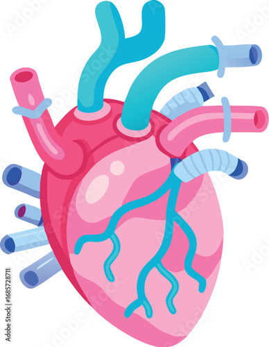 Illustration of a human heart anatomy