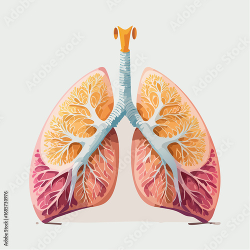 Illustration of the human respiratory system showing the branching bronchi and alveoli within the lungs on a light background