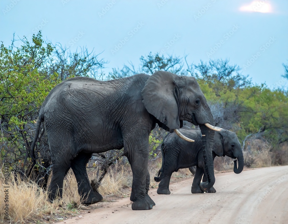 Fototapeta premium Elephant family walks along a dirt road