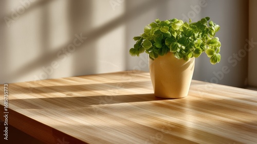Sunlit maple worktop with elegant plant shadows