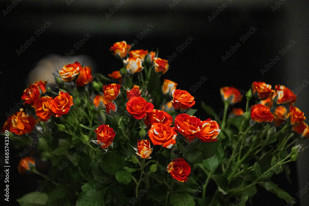 Fototapeta premium red and yellow tulips