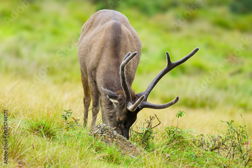 Srilankan Sambar Deer or Indian Samber Deer