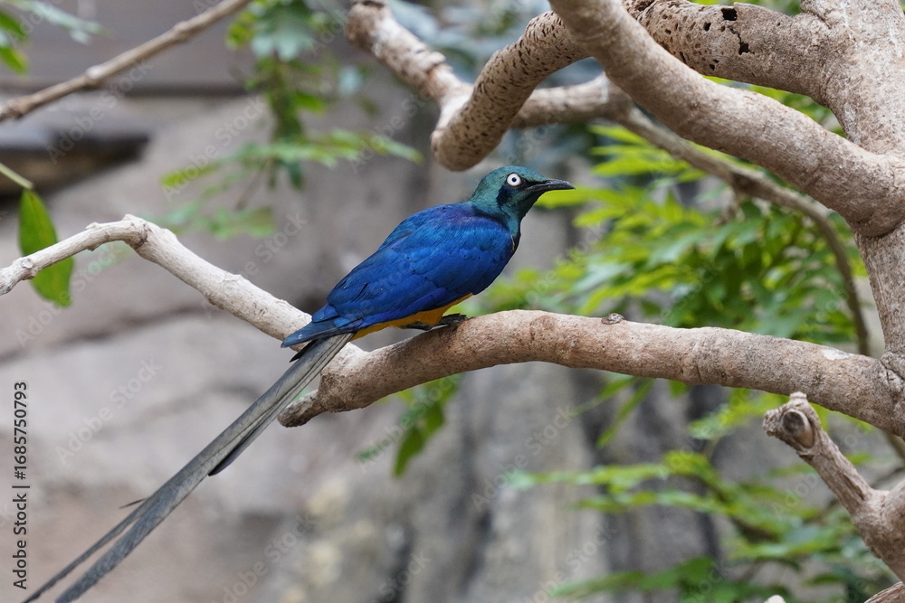 Obraz premium Colorful close up of a golden-breasted starling (lamprotornis regius) sitting in a tree in an African forest
