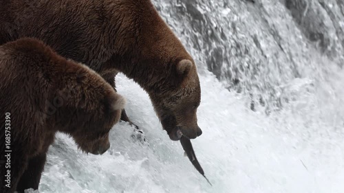 A brown bear fishing for salmon in Alaska 