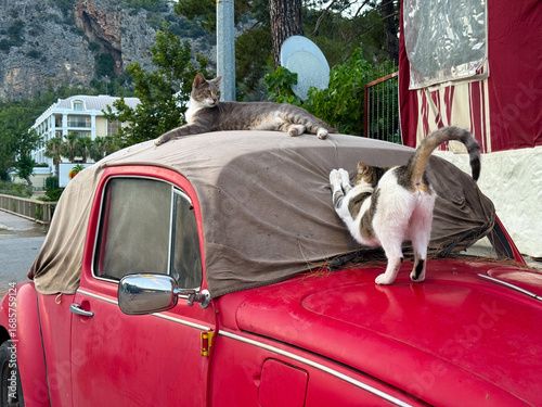 Two cats resting on an old red car. Relaxation, comfort, and street animal life in an urban neighborhood.
