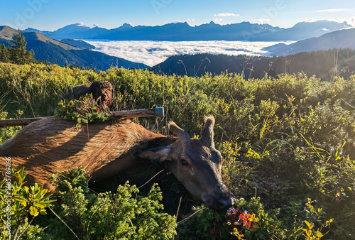 happy hunting - mountain hunt of a young red deer with the alps in the background, at a sunny autumn morning