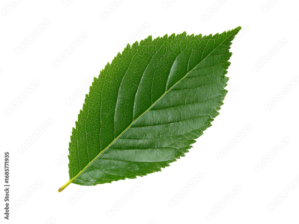 Fototapeta premium Single vibrant green leaf isolated on black background, Isolated On white, Png Transparent