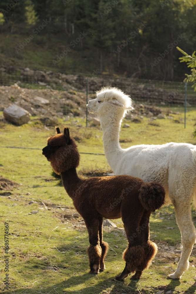 Fototapeta premium two alpacas looking at the camera
